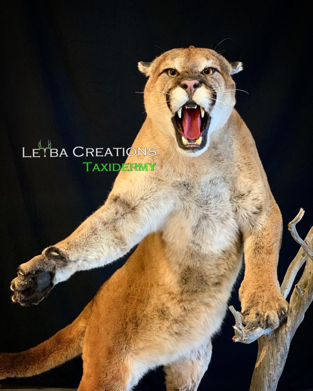 A stuffed animal of a mountain lion with its mouth open