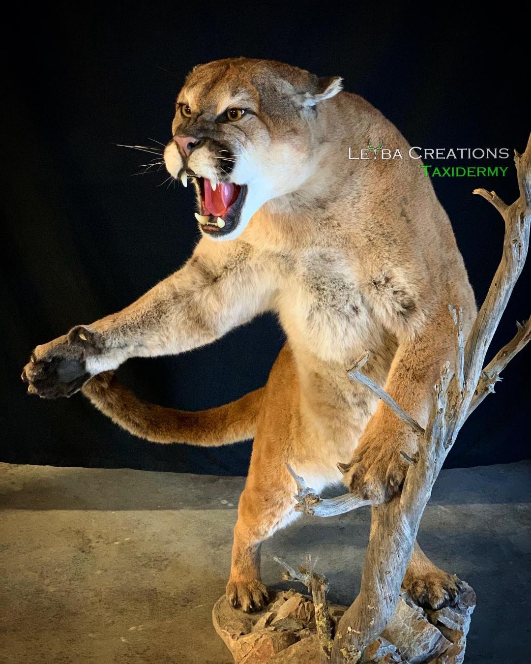 A stuffed mountain lion is standing on a tree branch with its mouth open.