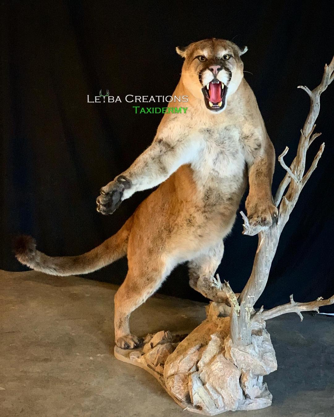 A stuffed mountain lion is standing on a tree branch