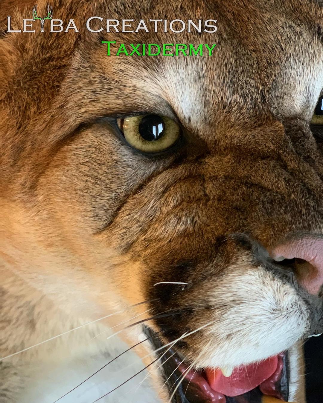 A close up of a cat 's face with its mouth open.