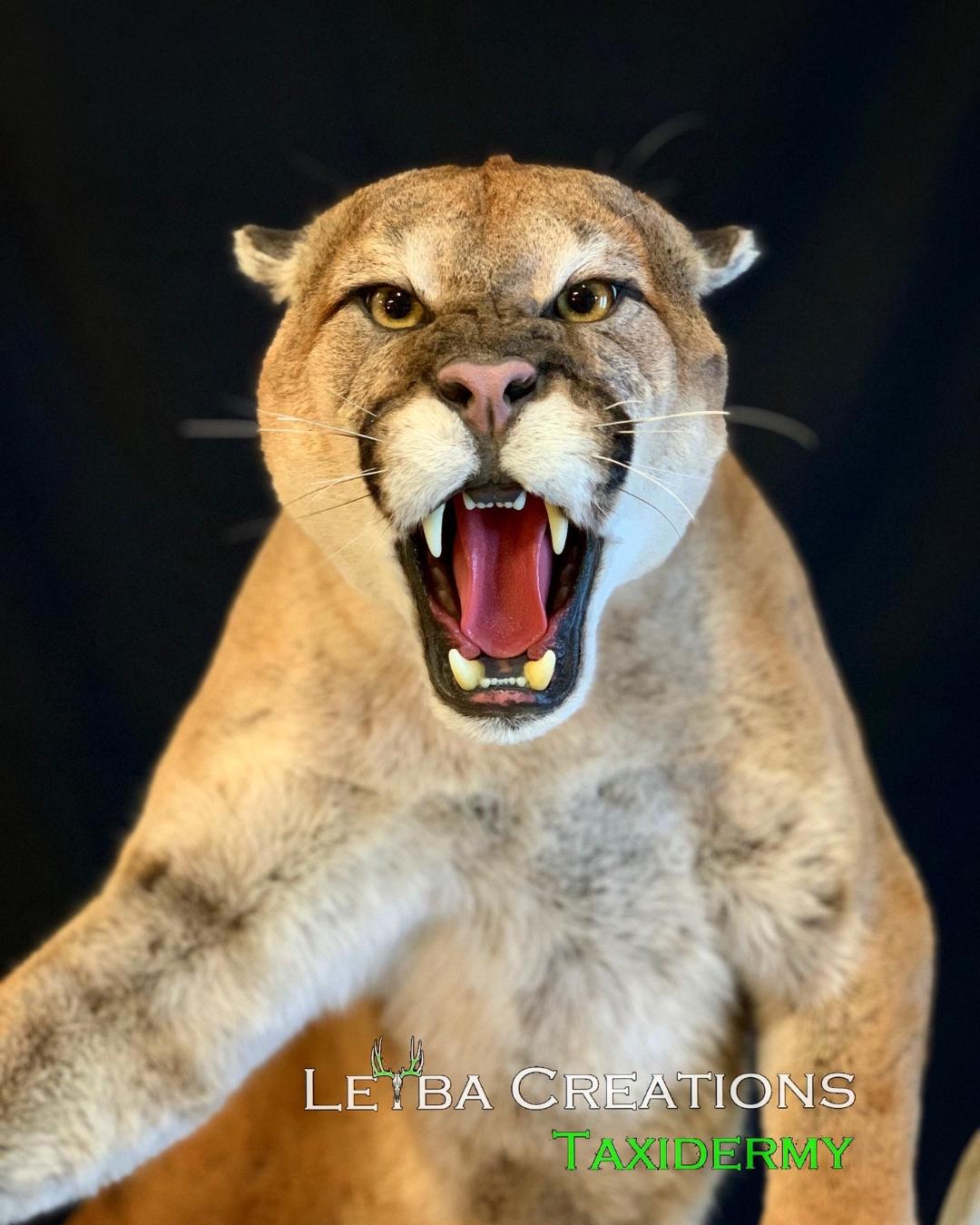 A stuffed animal of a mountain lion with its mouth open