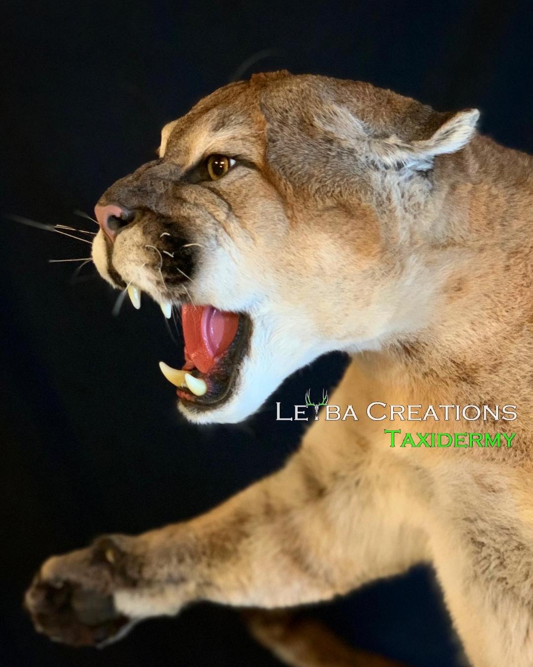 A stuffed mountain lion with its mouth open on a black background.