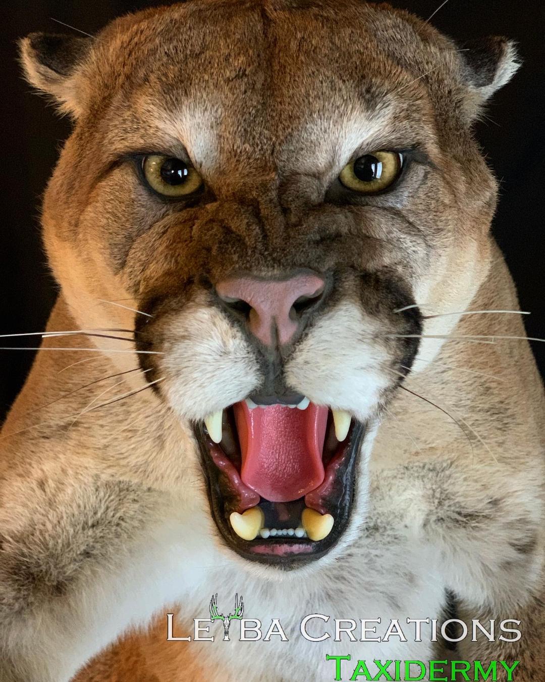 A close up of a mountain lion with its mouth open