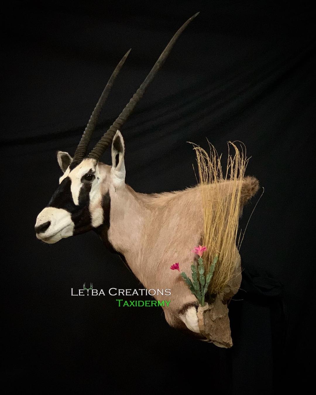 A taxidermy of an oryx with a flower in its mouth on a black background.