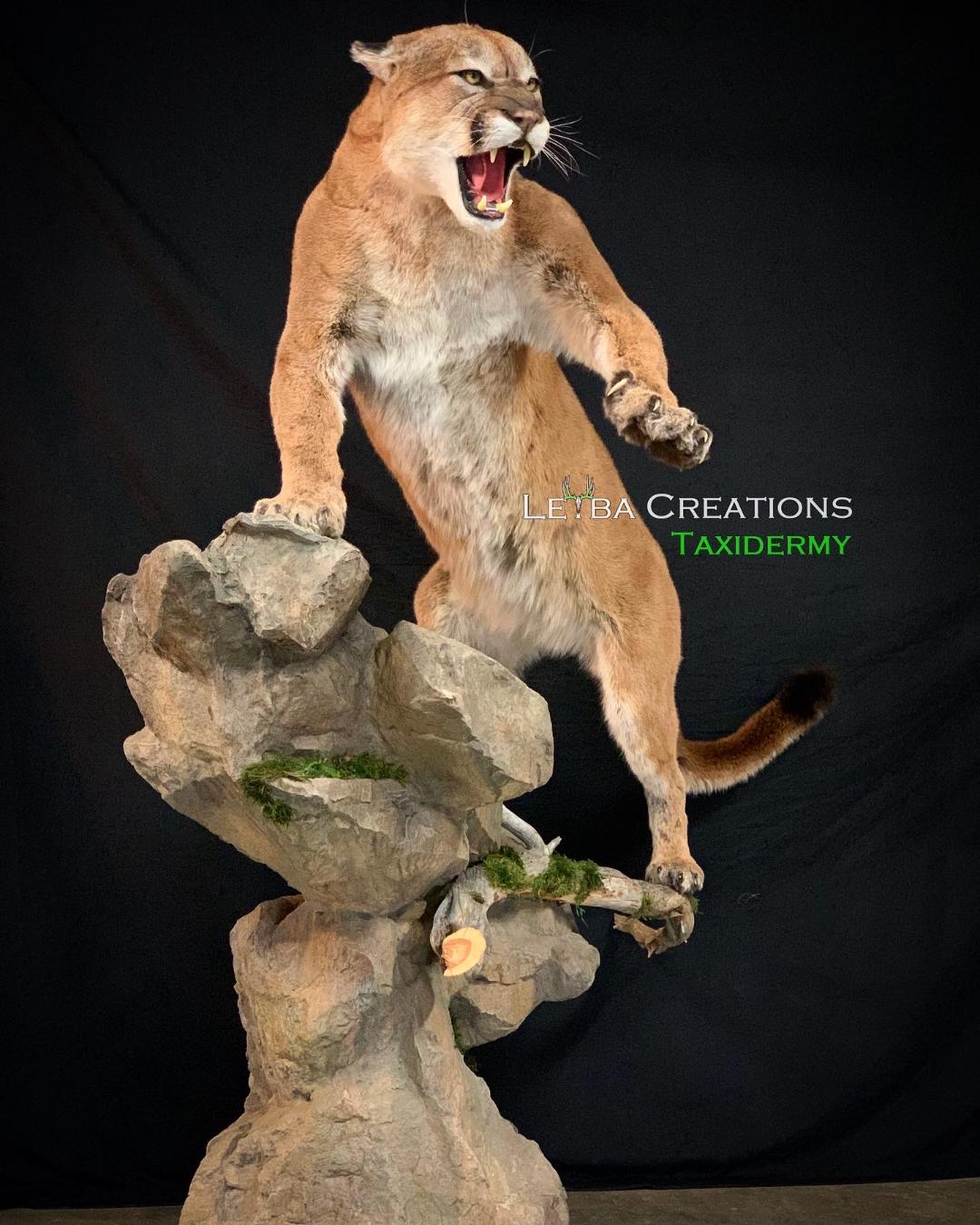 A stuffed mountain lion is standing on top of a rock.