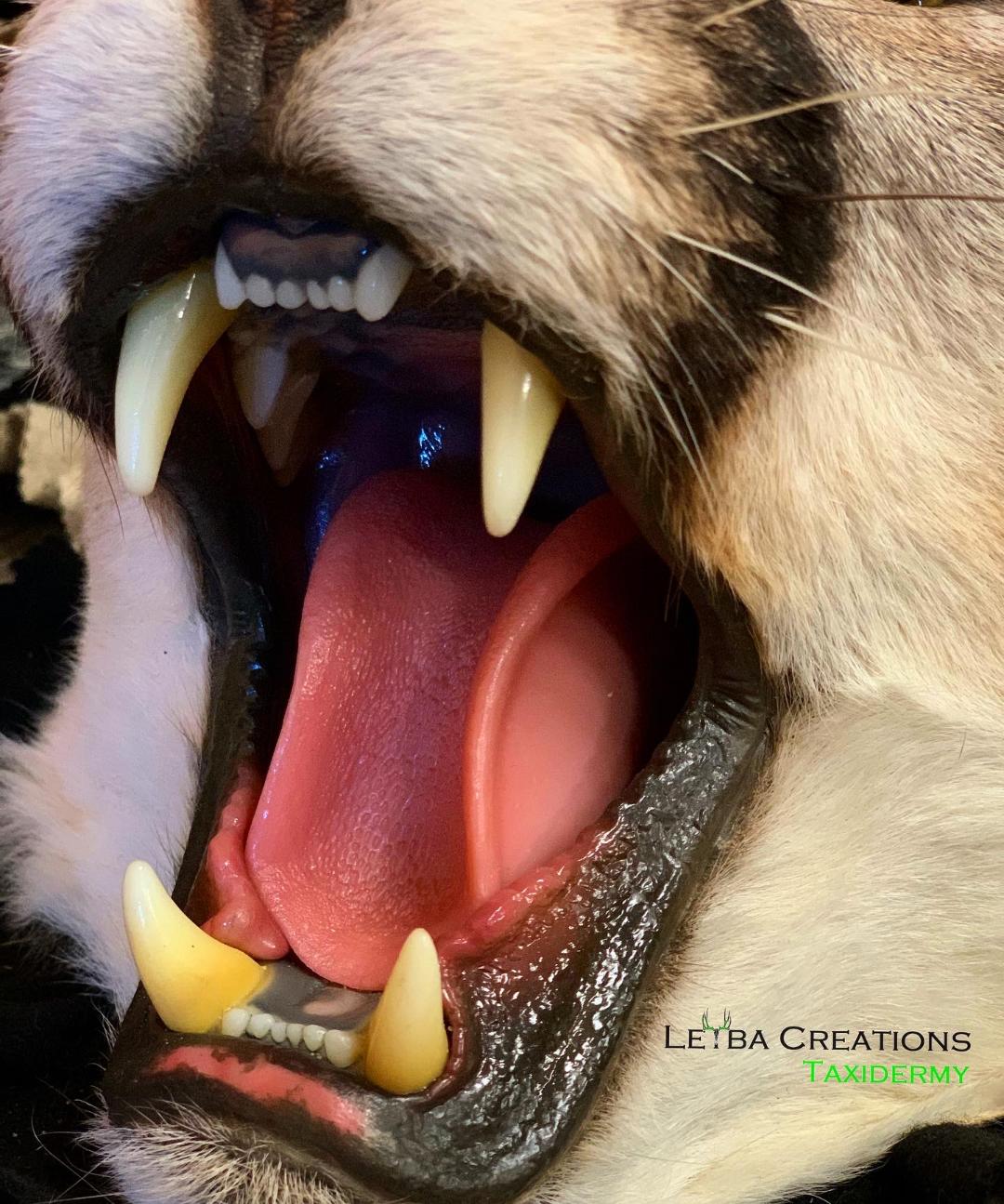 A close up of a cat 's mouth with its tongue out