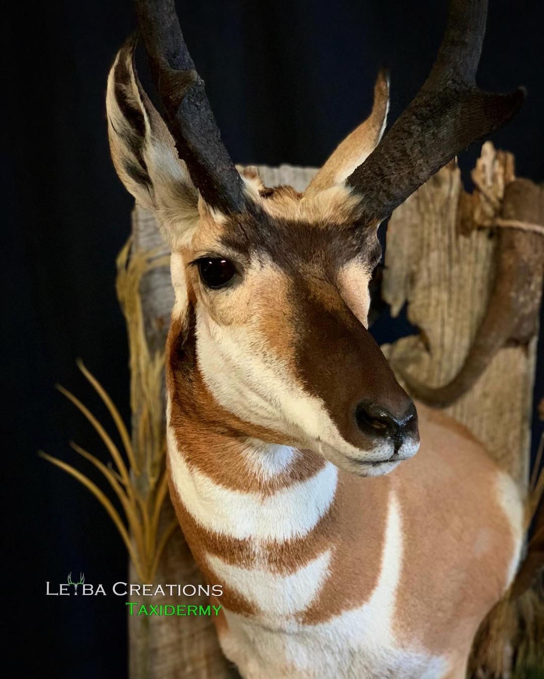 A close up of a deer 's head on a wooden post.