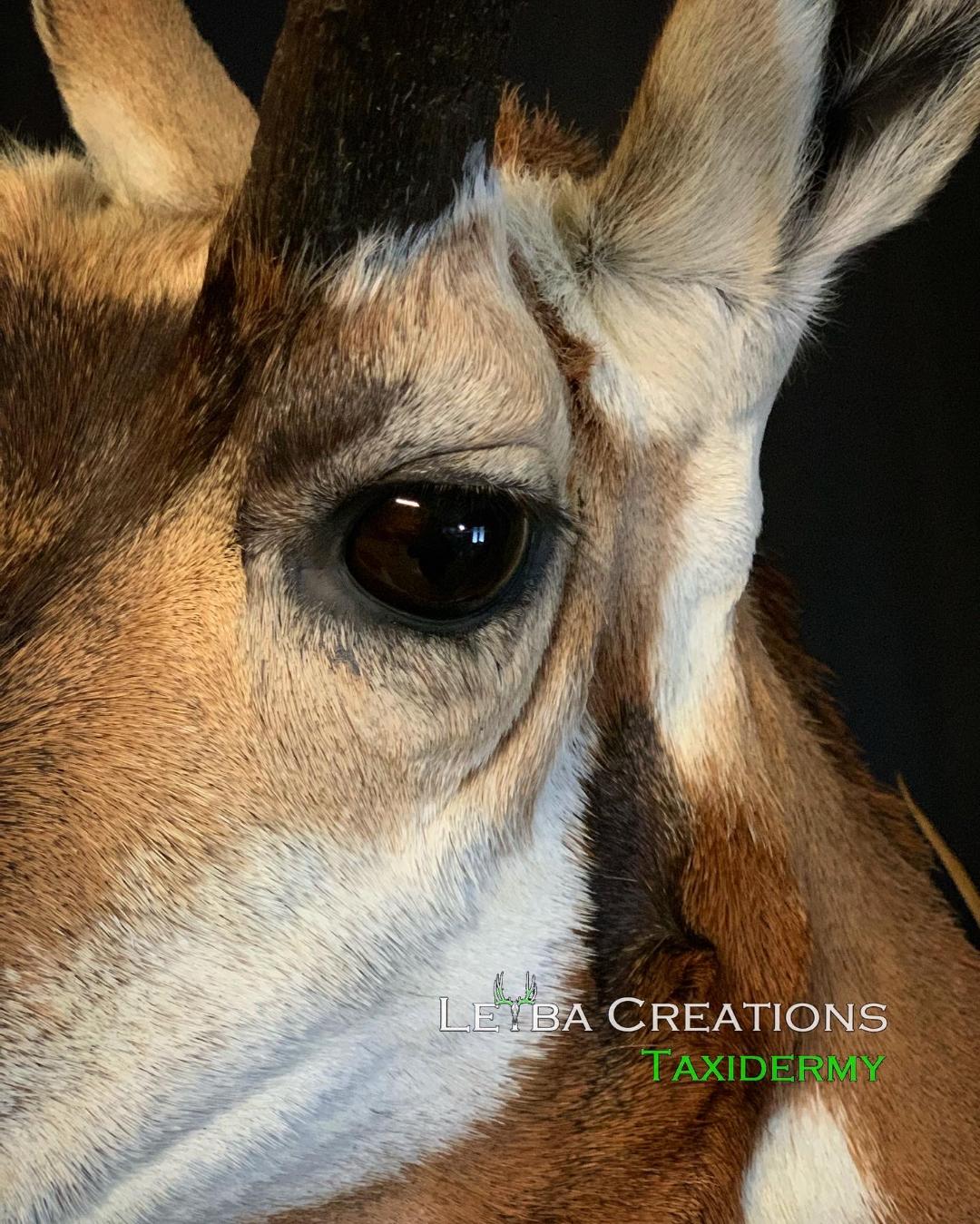 A close up of a deer 's face with a black background.