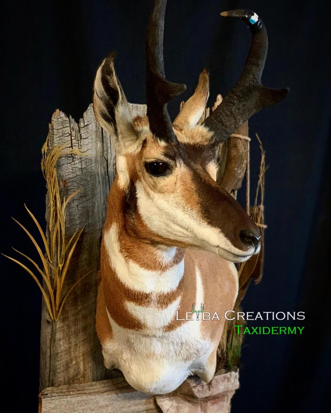 A stuffed antelope head is sitting on top of a wooden stump.