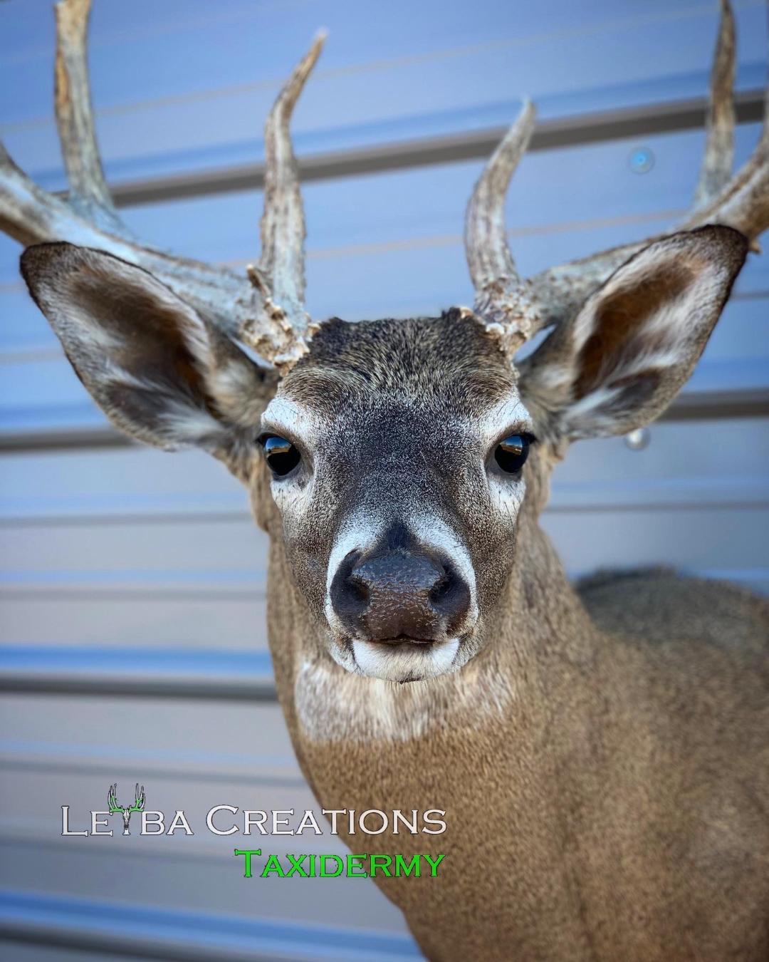 A close up of a deer 's head with antlers against a blue wall.