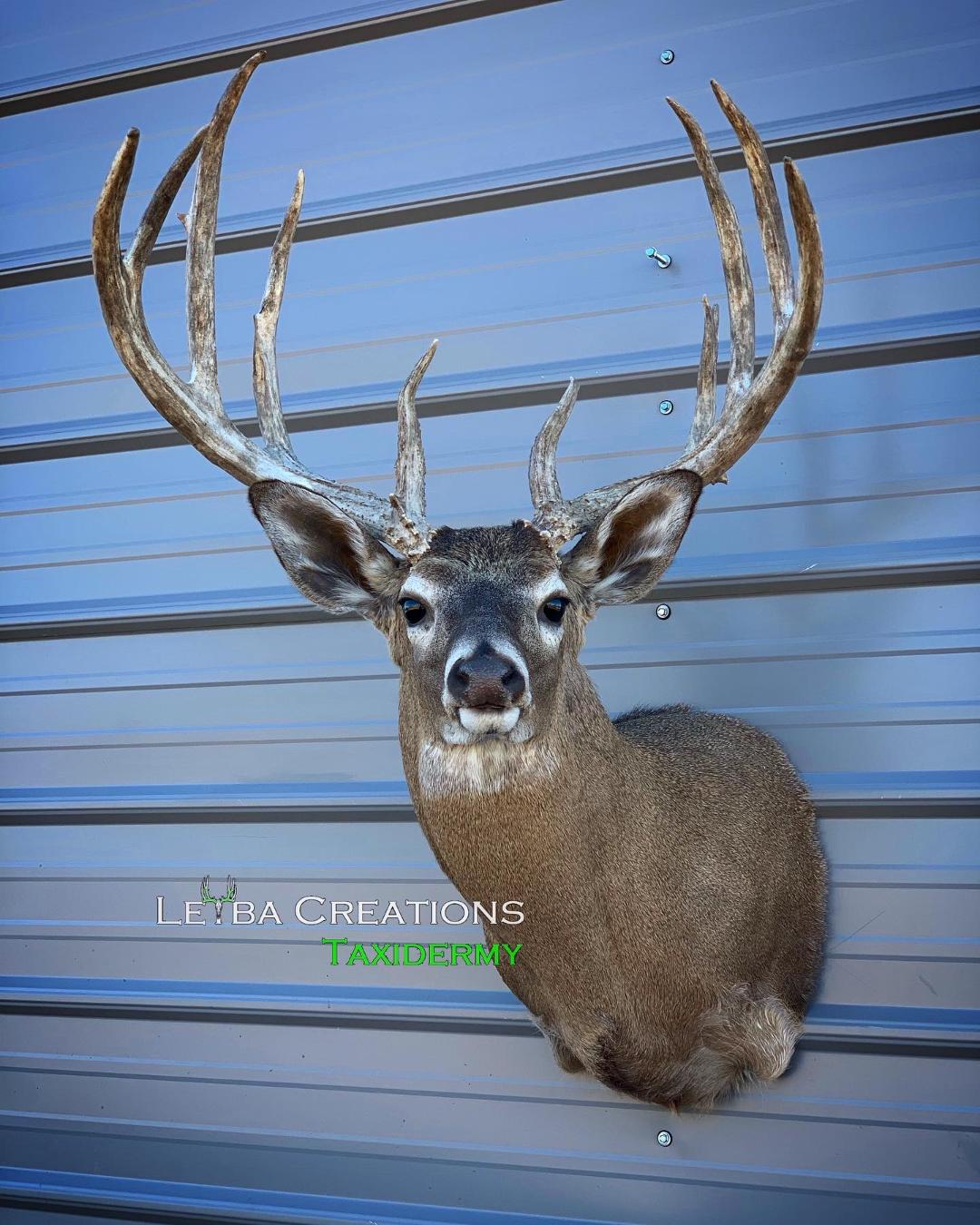 A deer head is hanging on a metal wall.
