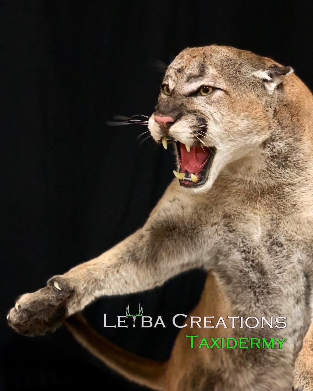 A stuffed mountain lion with its mouth open on a black background.
