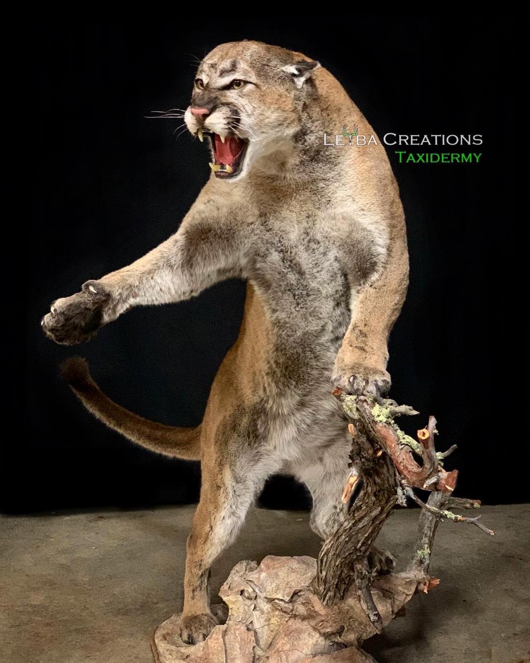 A stuffed mountain lion is standing on its hind legs on a rock.