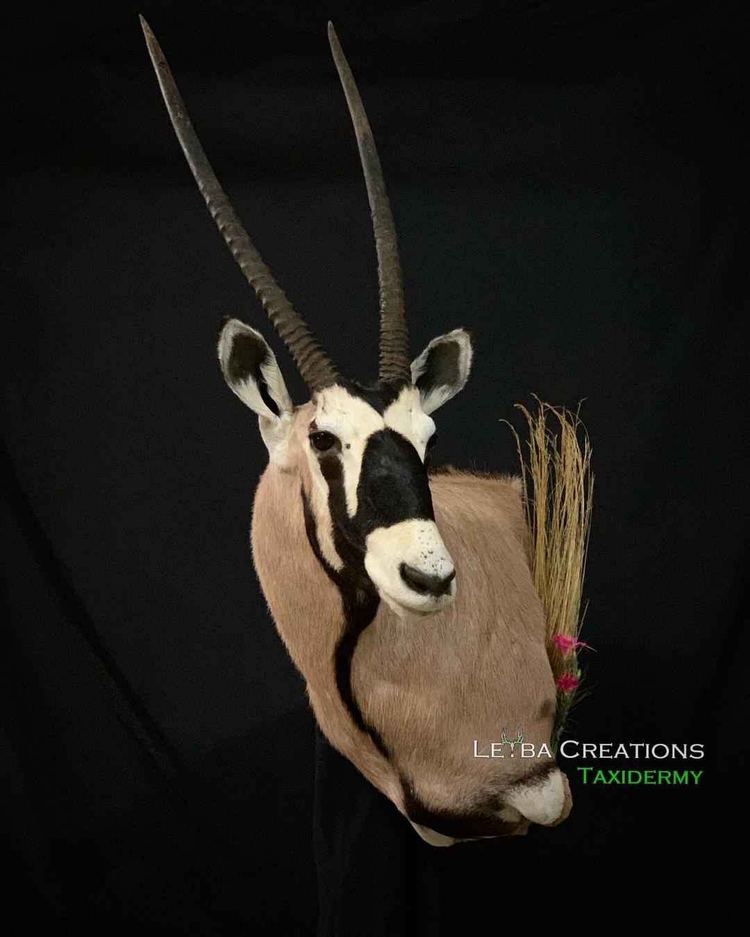 A close up of an antelope 's head on a black background