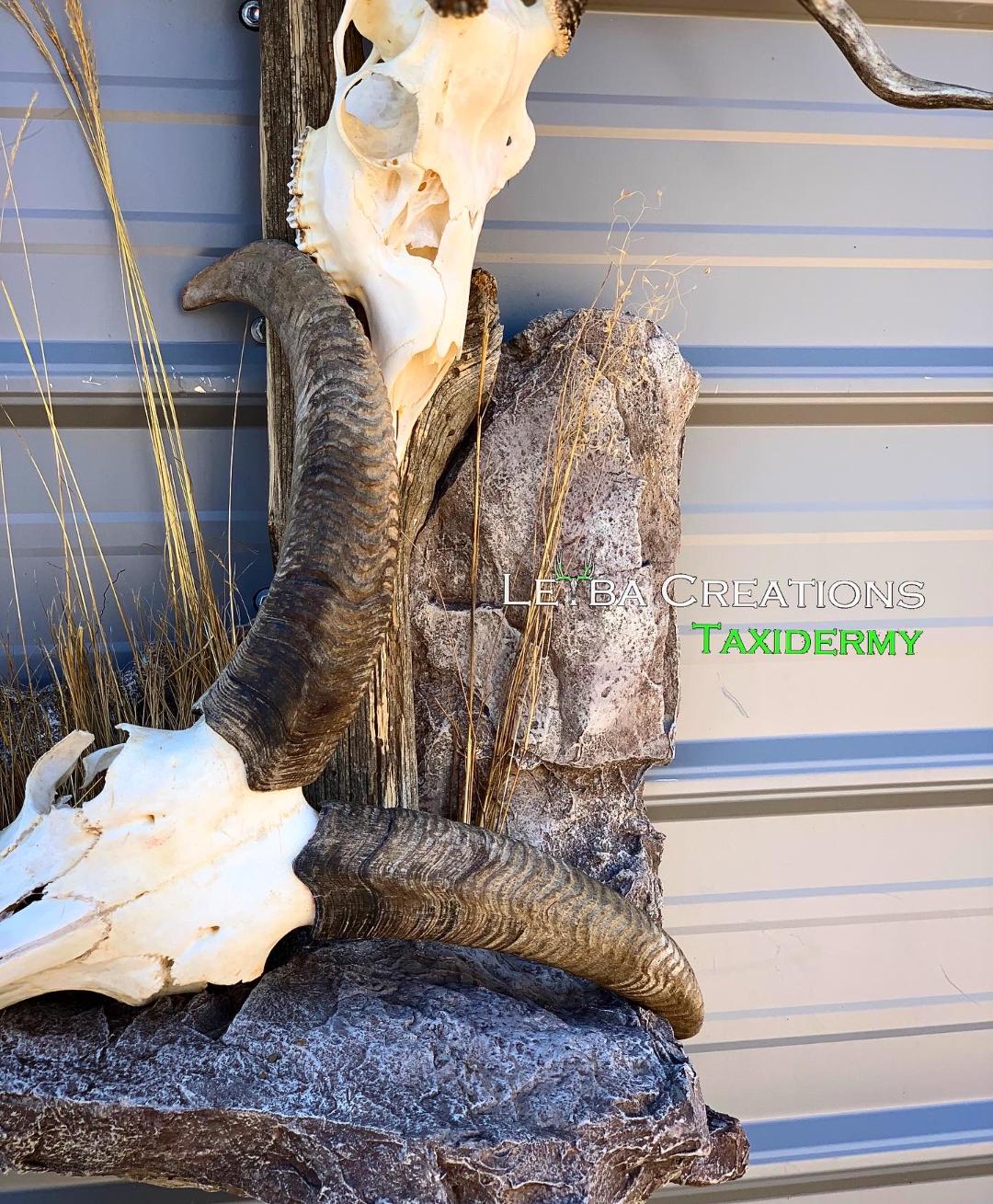 A ram skull is sitting on top of a tree trunk