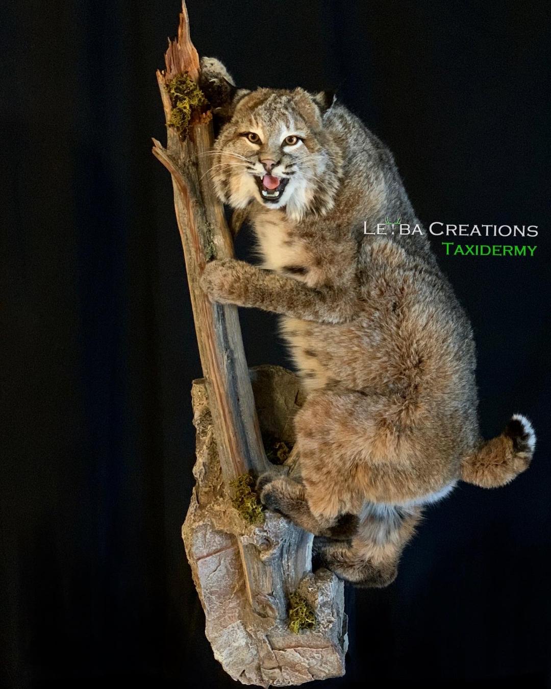 A stuffed bobcat is sitting on top of a tree branch.