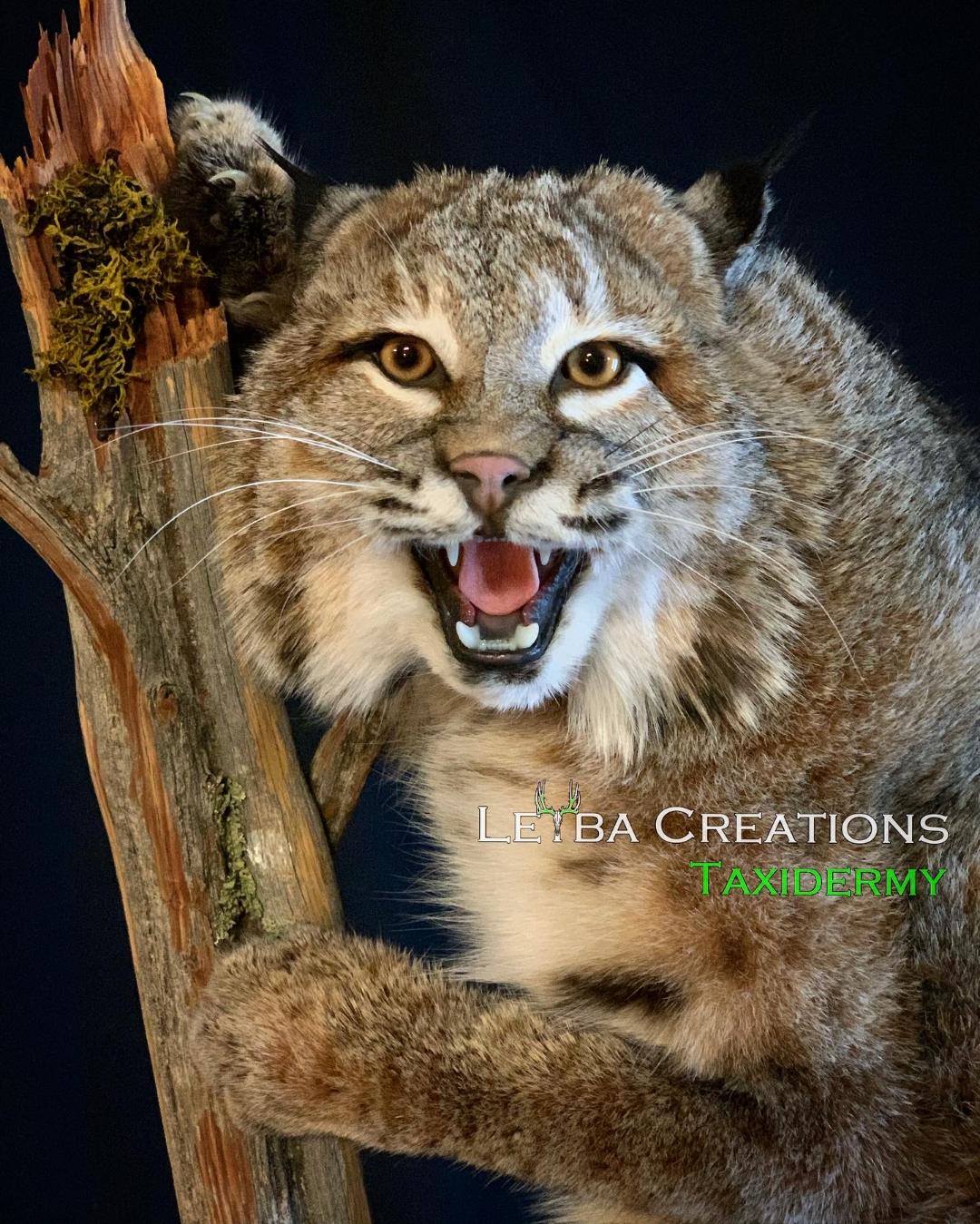 A stuffed bobcat is holding onto a tree branch with its mouth open.