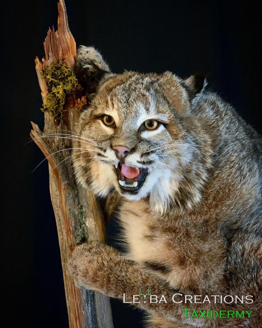 A stuffed bobcat is sitting on a tree branch with its mouth open.