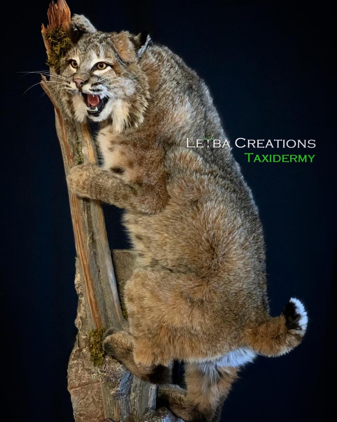 A bobcat is sitting on a tree branch with its mouth open.