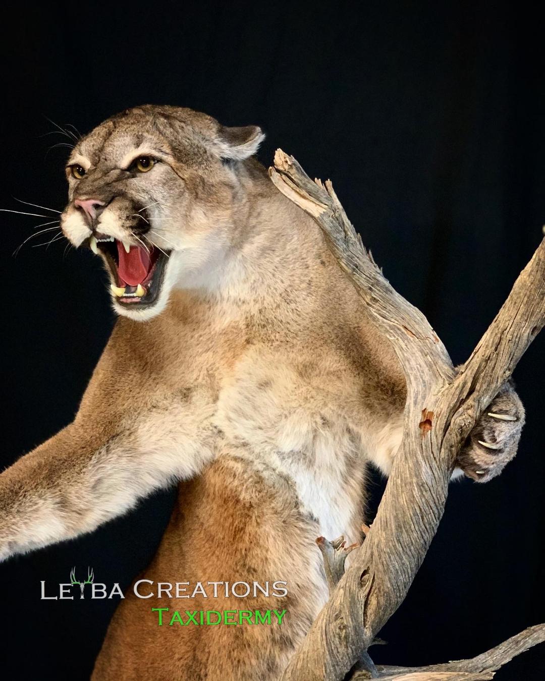 A stuffed mountain lion is standing on a tree branch with its mouth open.