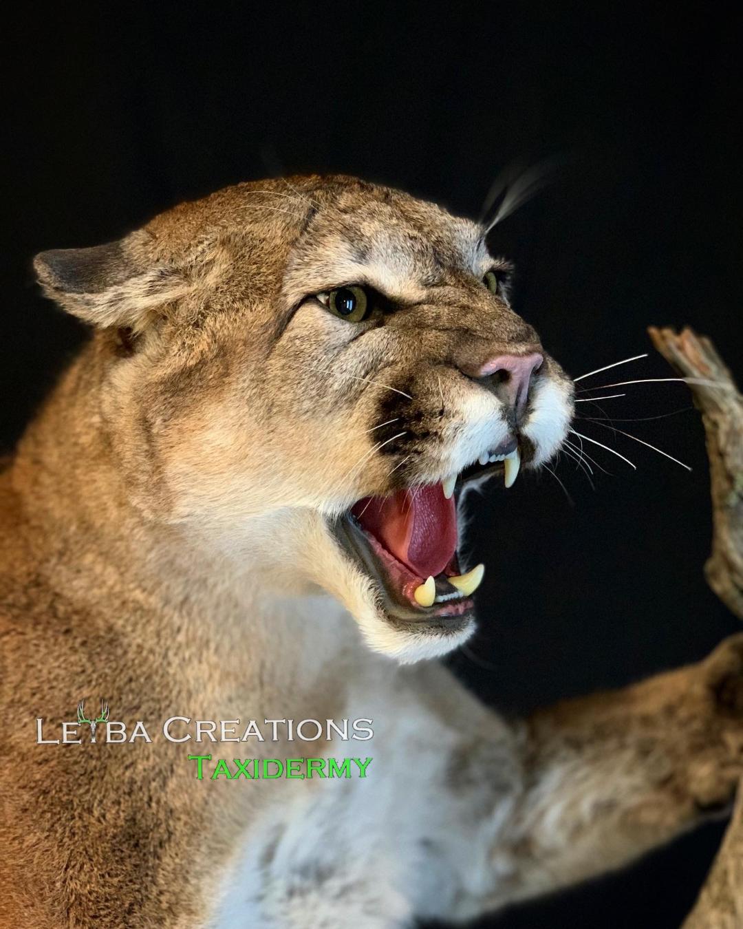 A close up of a stuffed mountain lion with its mouth open.