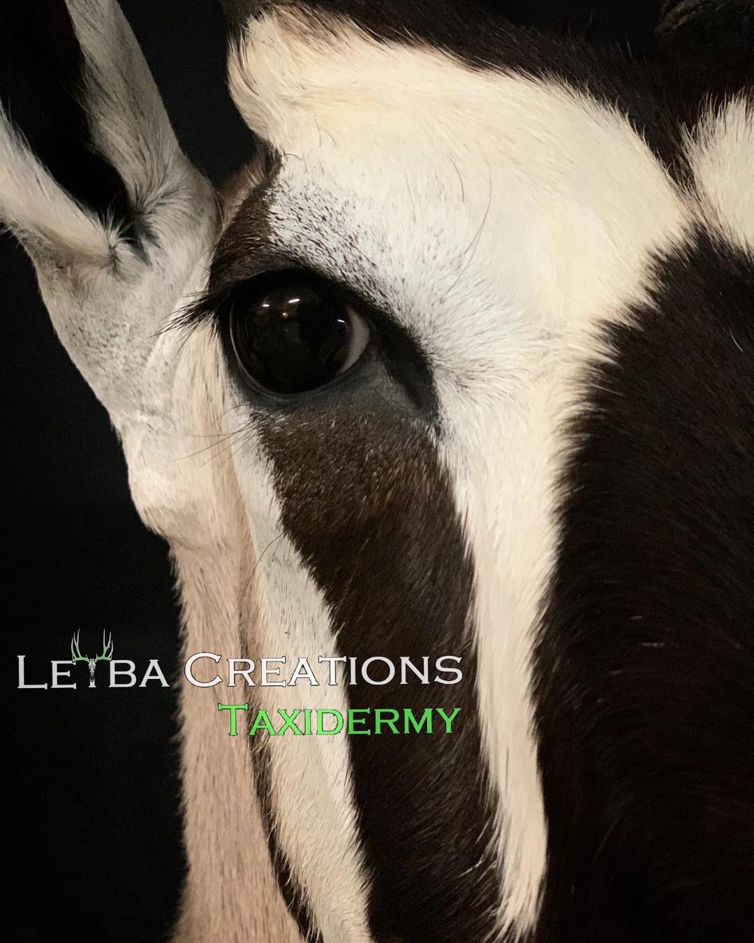A close up of a black and white antelope 's face