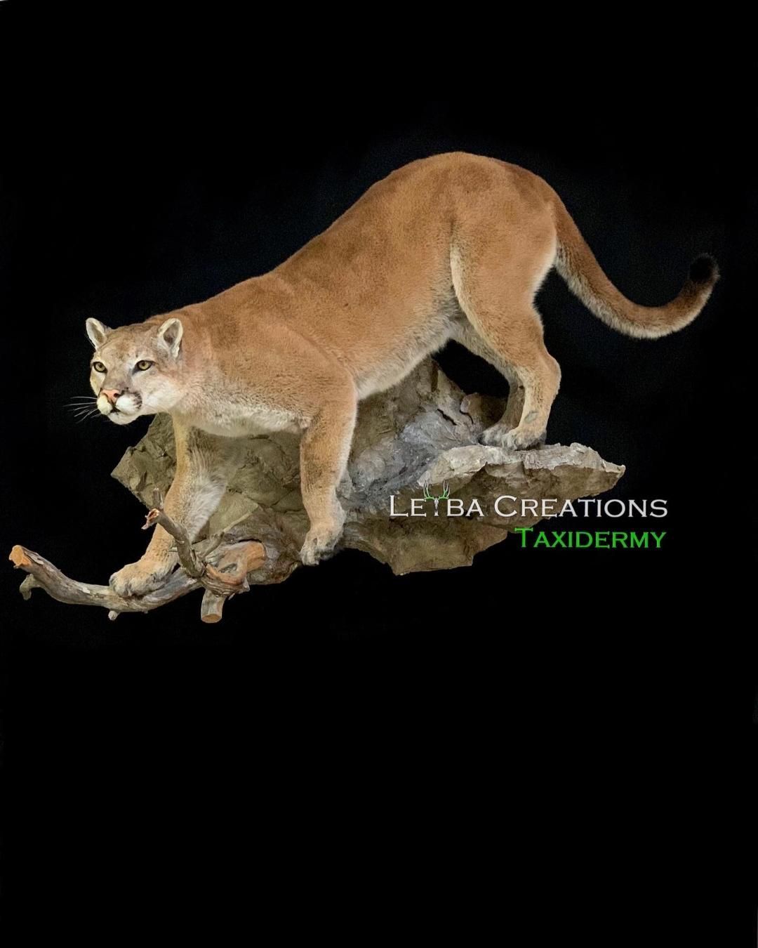 A stuffed mountain lion is standing on a tree branch.