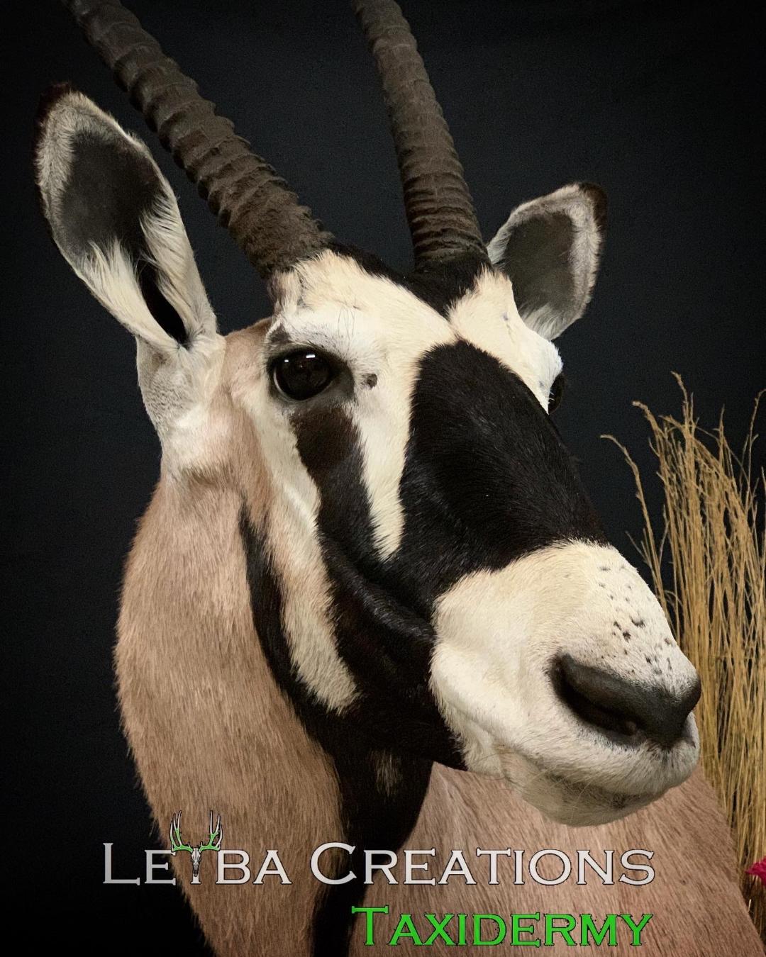 A taxidermy of a black and white antelope with long horns.