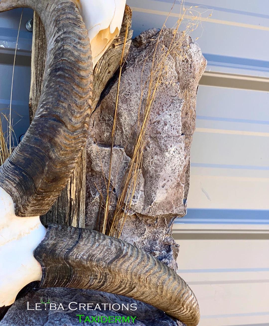 A close up of a ram 's horns against a wall