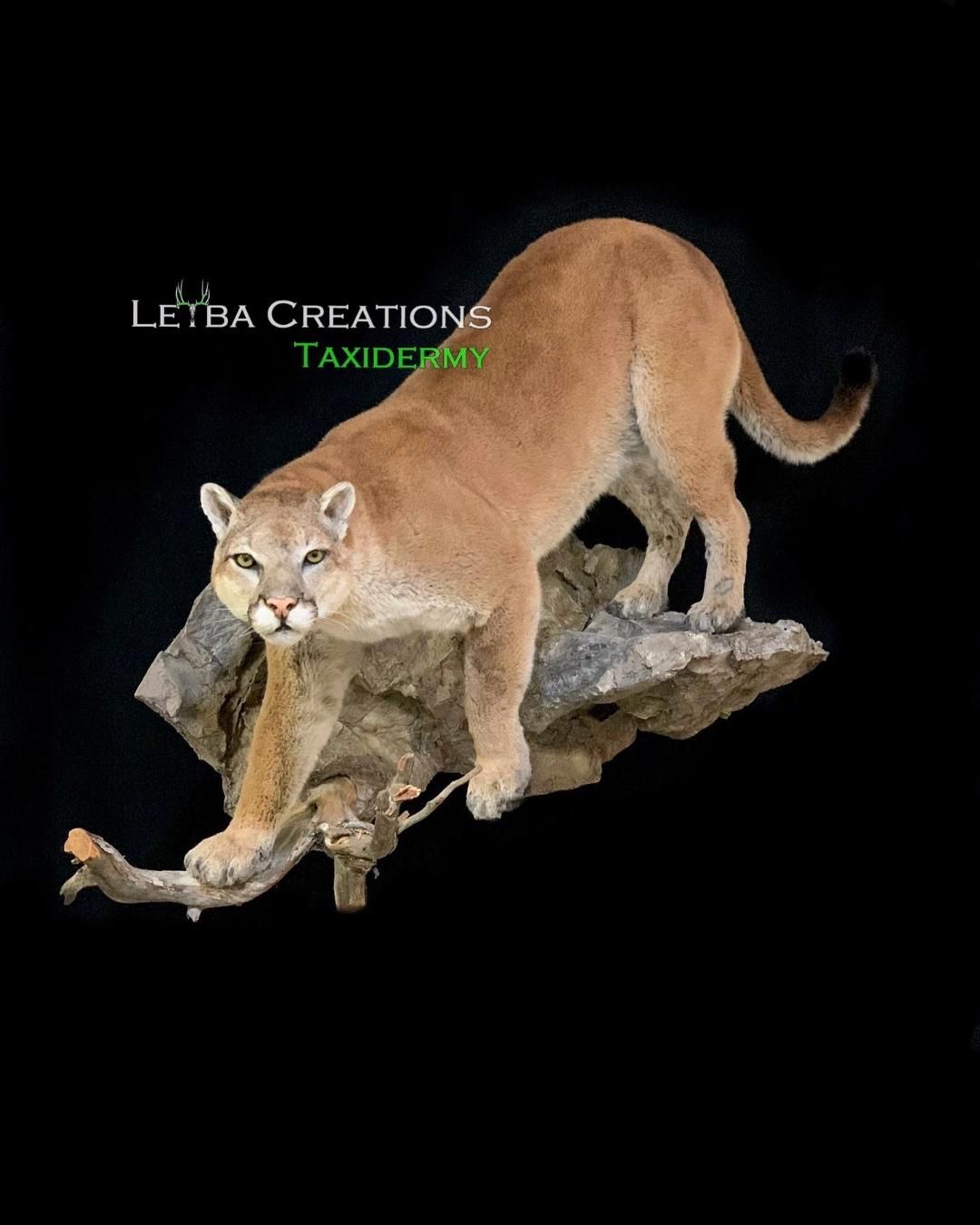 A mountain lion is standing on top of a tree branch.