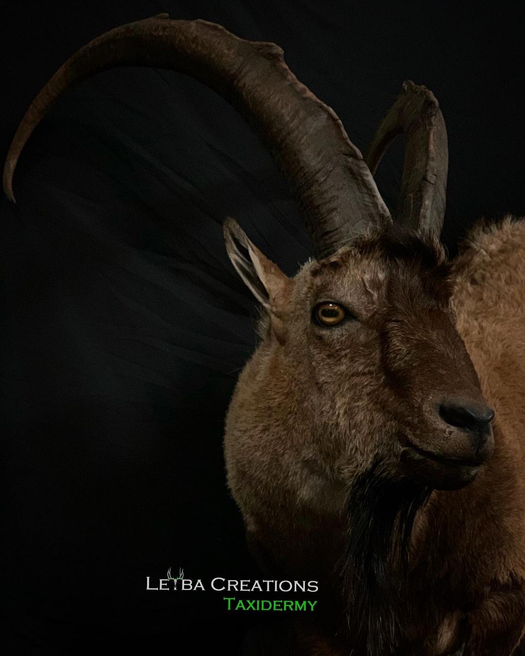 A close up of a goat 's head with long horns on a black background.