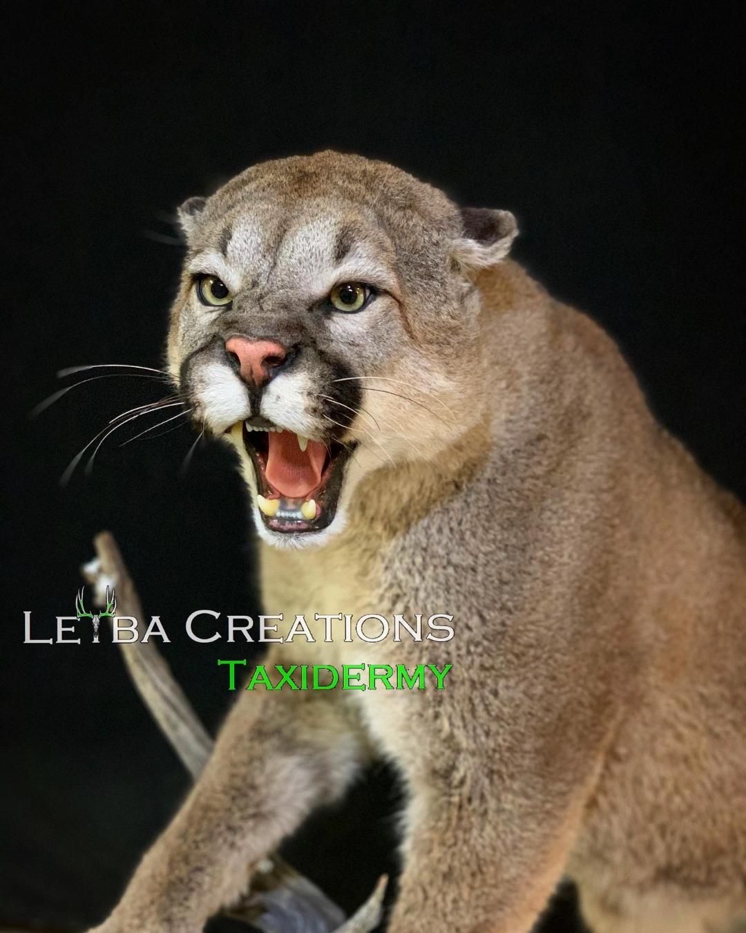 A stuffed animal of a mountain lion with its mouth open