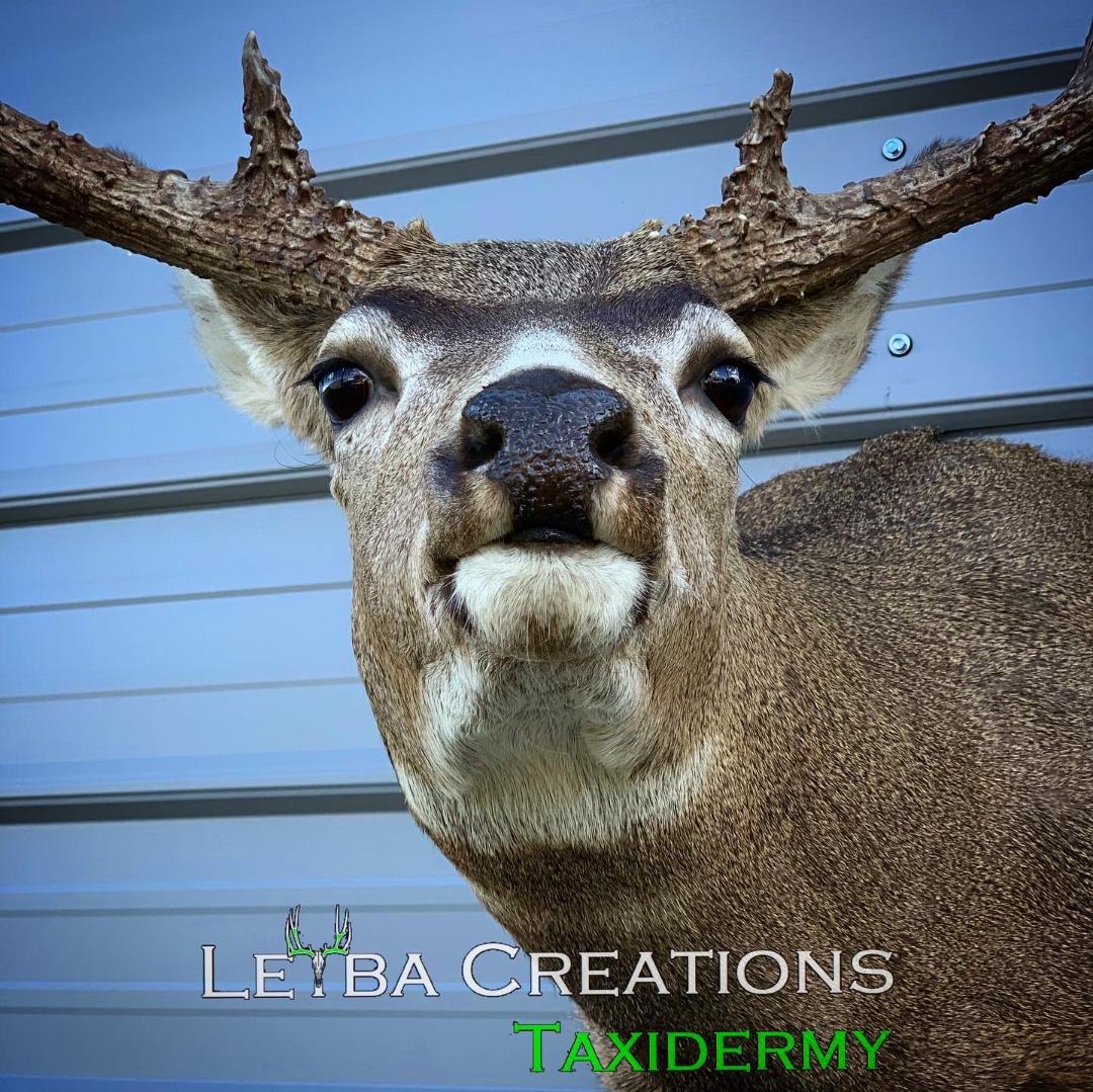 A close up of a deer with taxidermy written on it