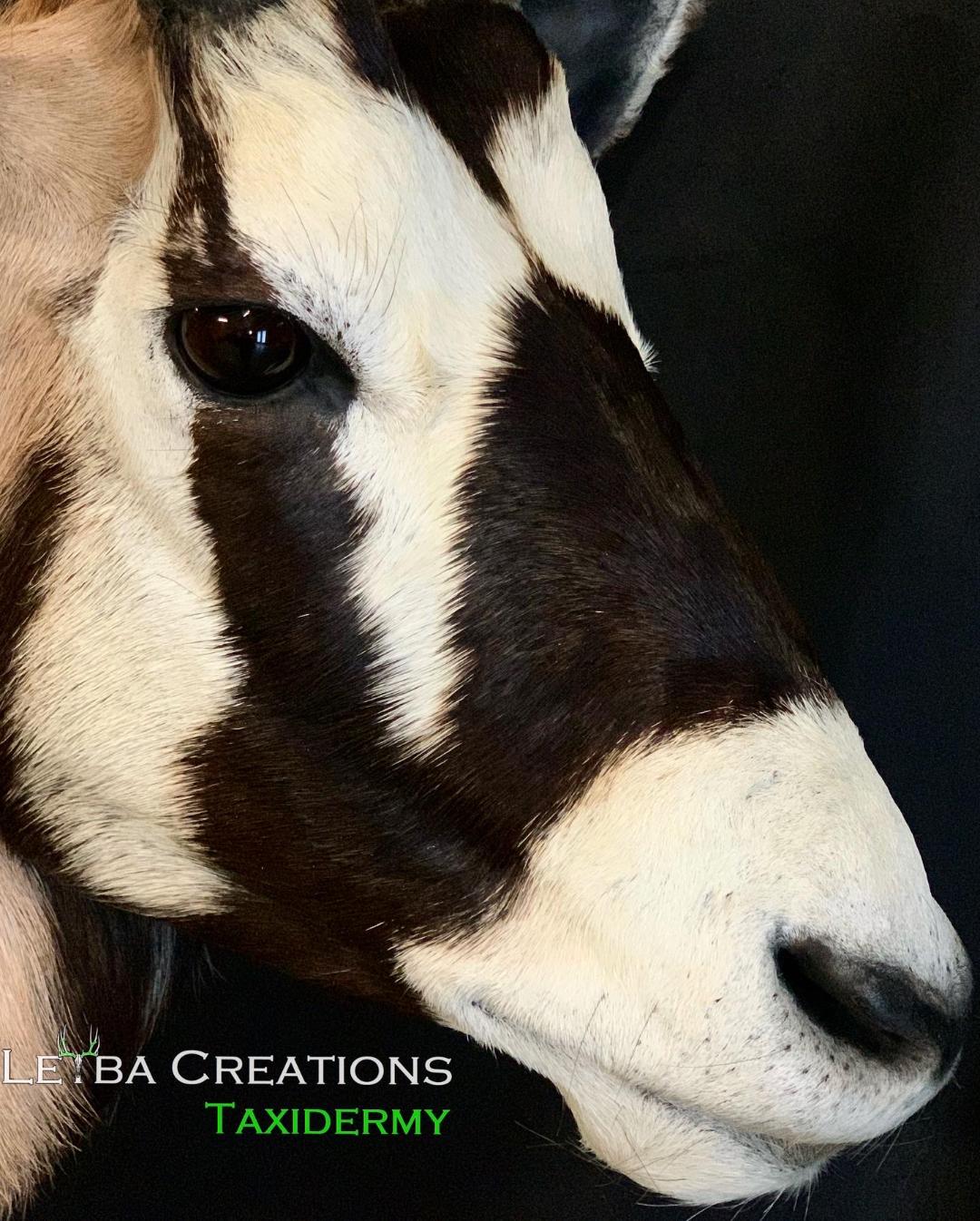 A close up of a black and white animal with taxidermy written on the bottom