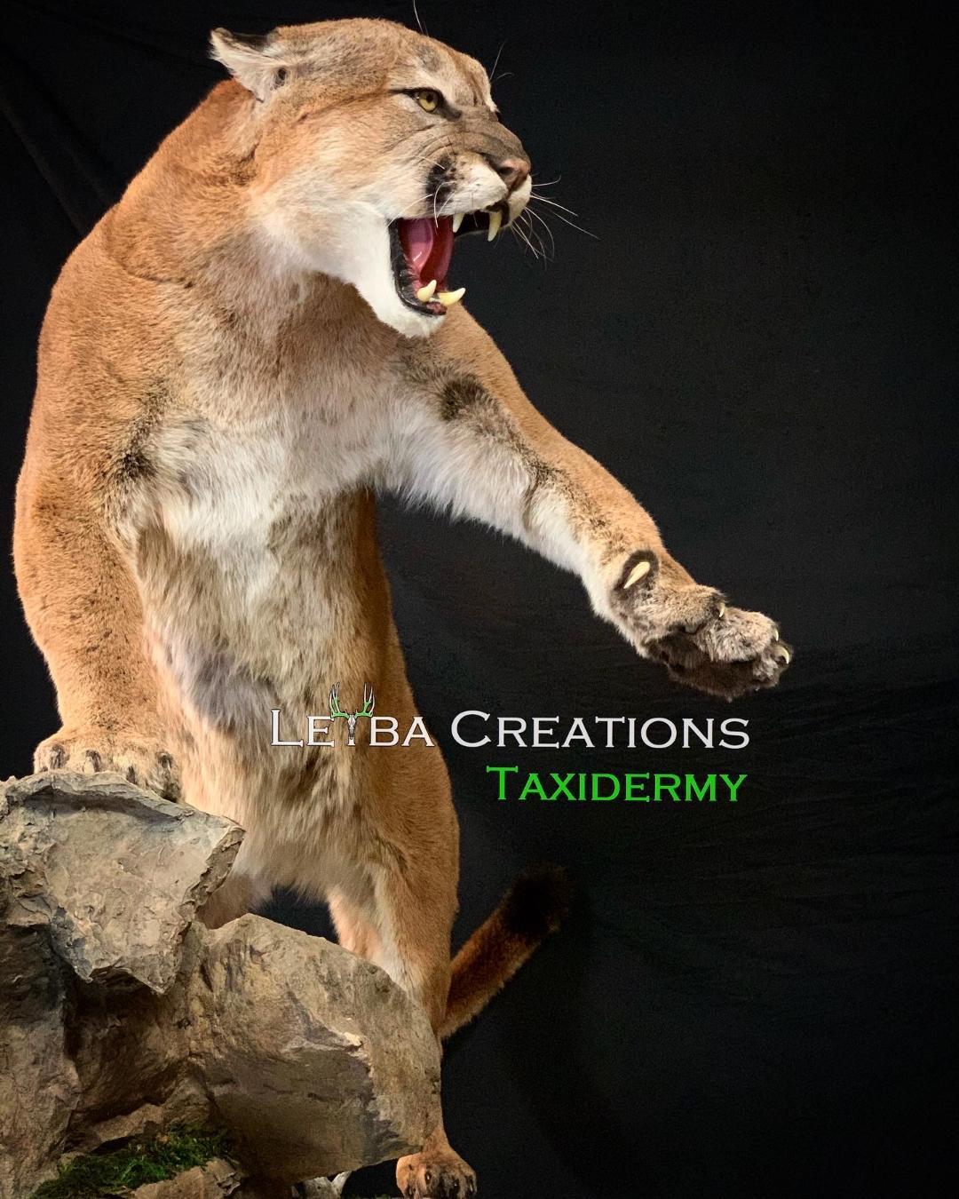A stuffed mountain lion is standing on a rock with its mouth open.