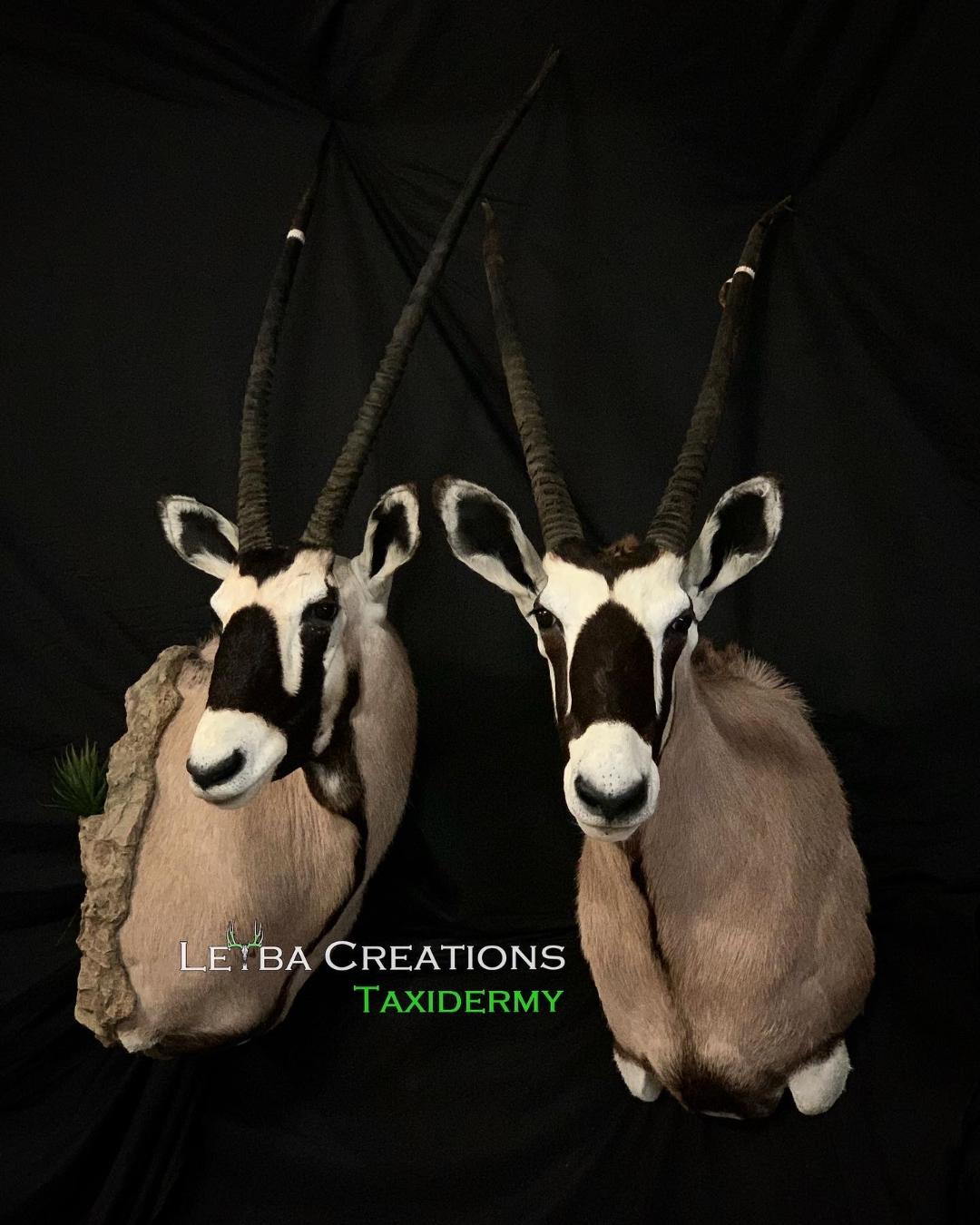 A couple of antelope heads with taxidermy written on the bottom