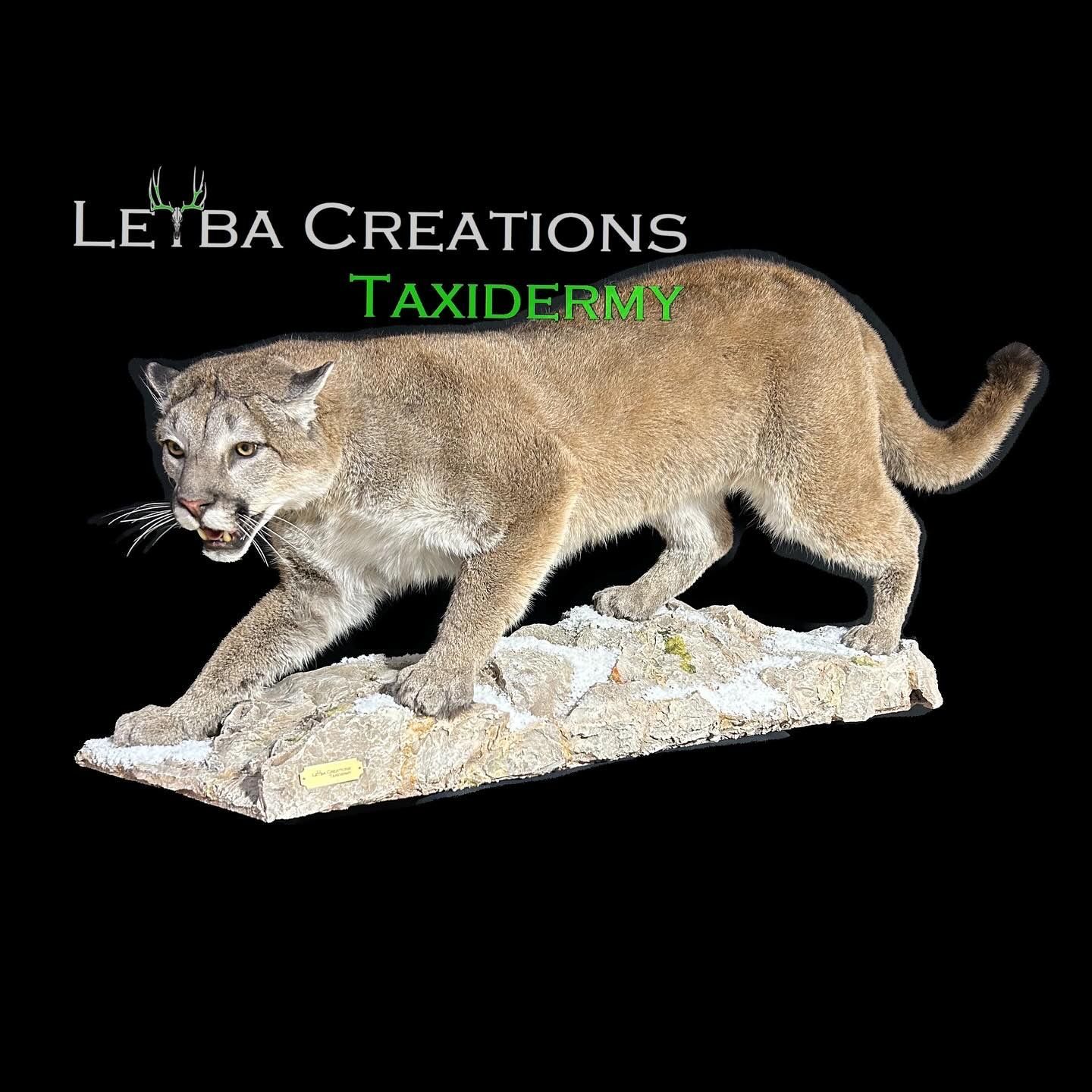 A taxidermy mount of a mountain lion on a rock