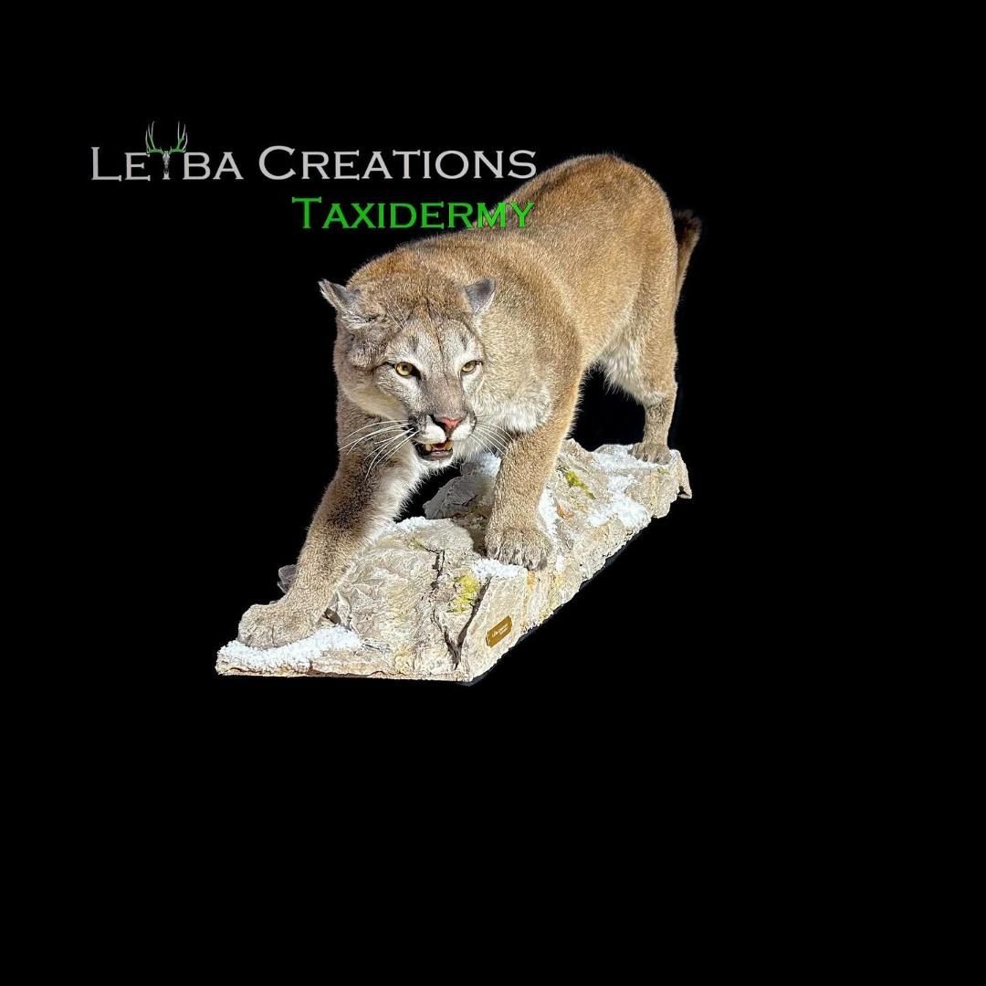 A stuffed mountain lion is standing on a rock on a black background.