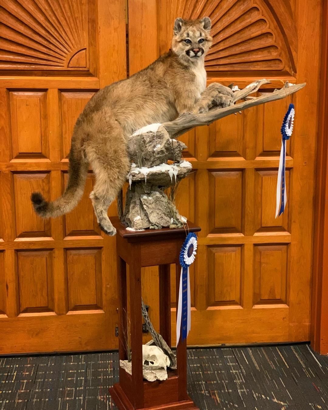 A stuffed mountain lion is sitting on a wooden pedestal