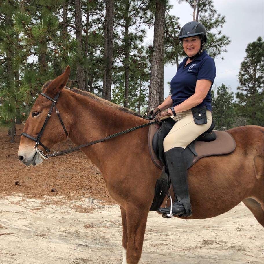 A person in a riding helmet and polo shirt sits on a brown mule in a wooded, sandy area.