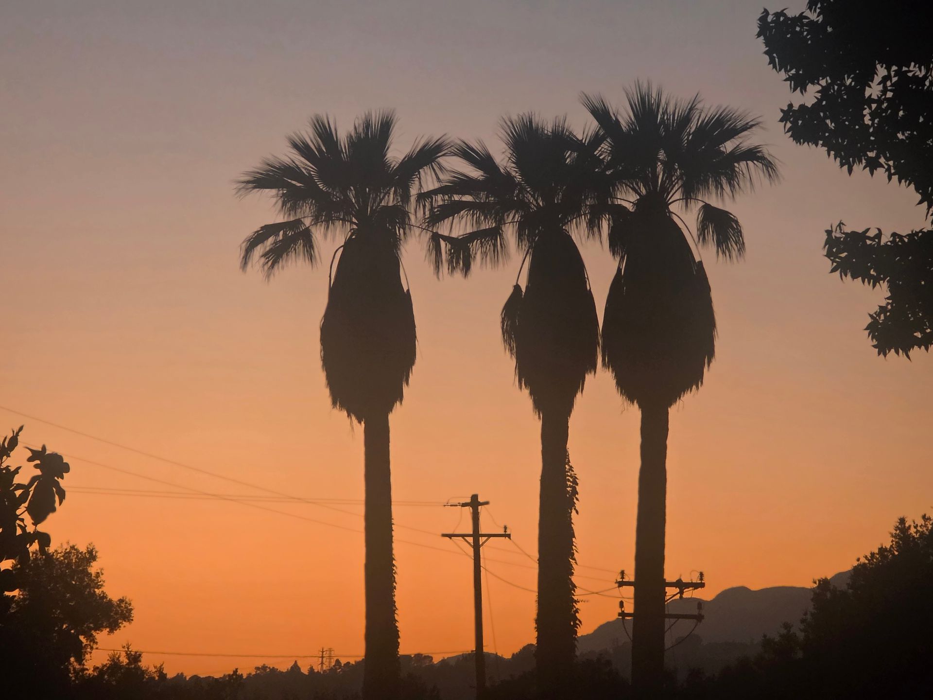 Palm trees in sunset needing skinning or trimming in Ventura County, CA