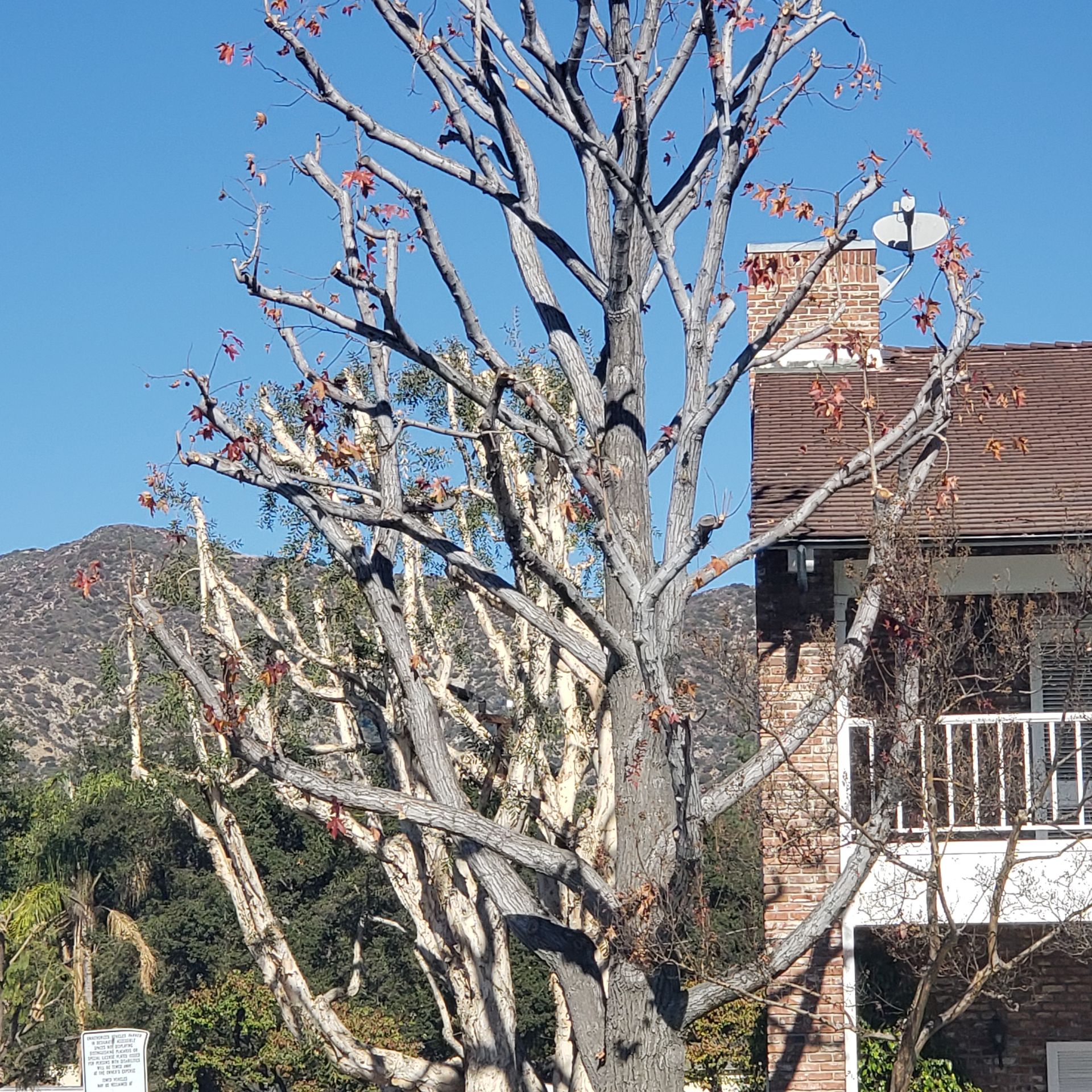 Detail of an office park trimmed tree in Camarillo, CA