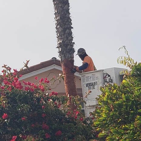 A man is cutting down a palm tree with a chainsaw.