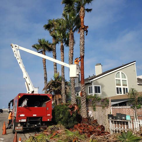 A man in a bucket is cutting a tree in front of a house