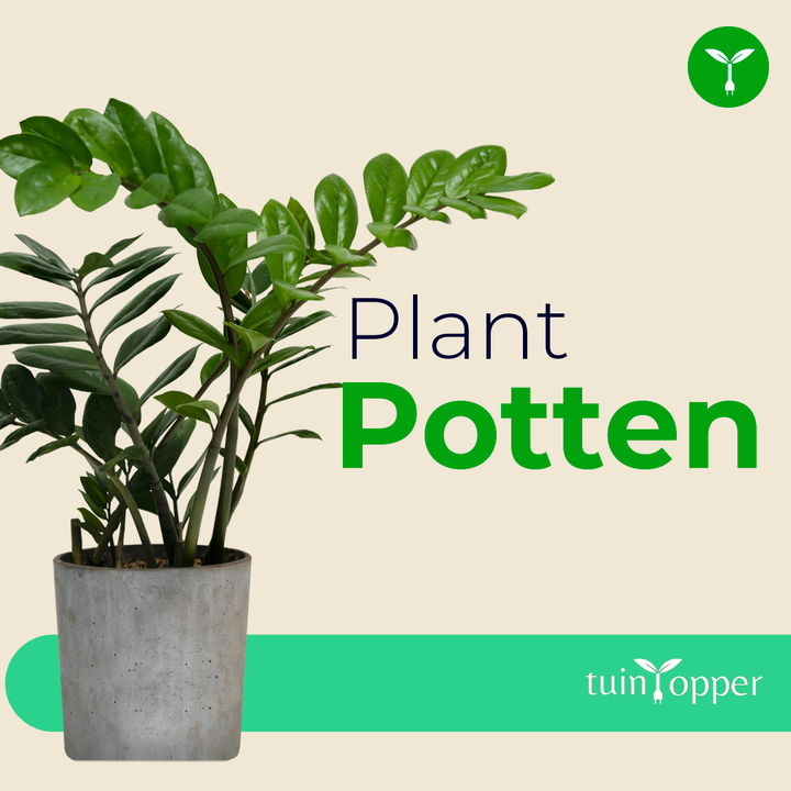 Een plant in een pot met de woorden plant potten erop