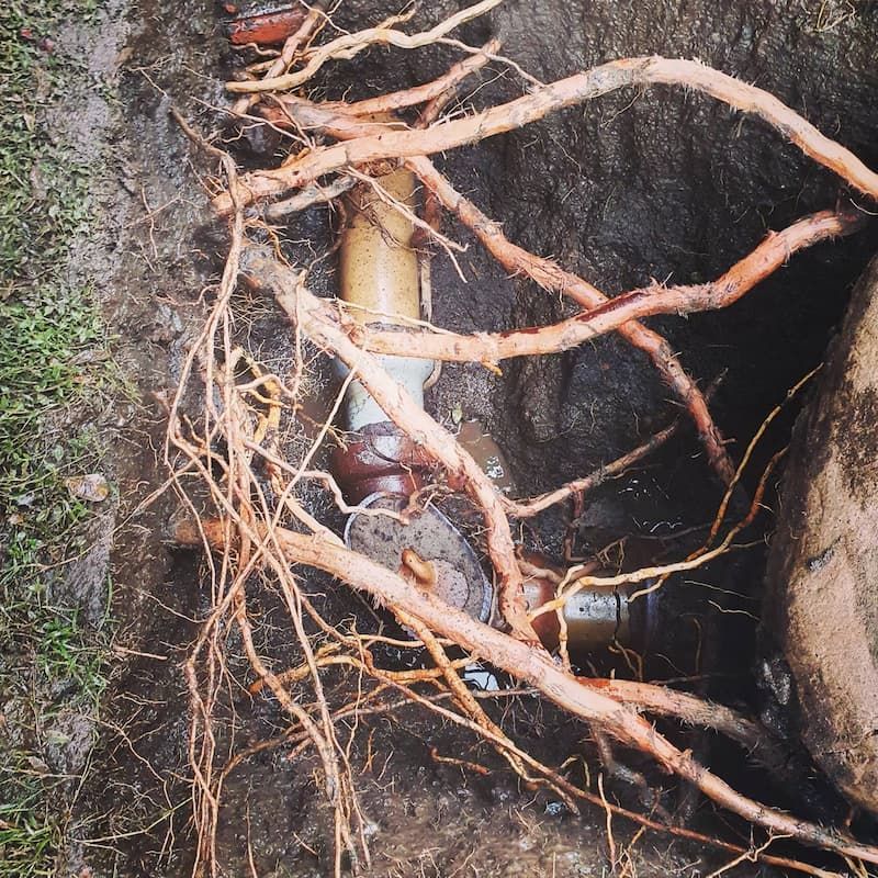A Pipe Is Surrounded by Roots in The Dirt — Origin Plumbing & Gas in Tuckurimba, NSW