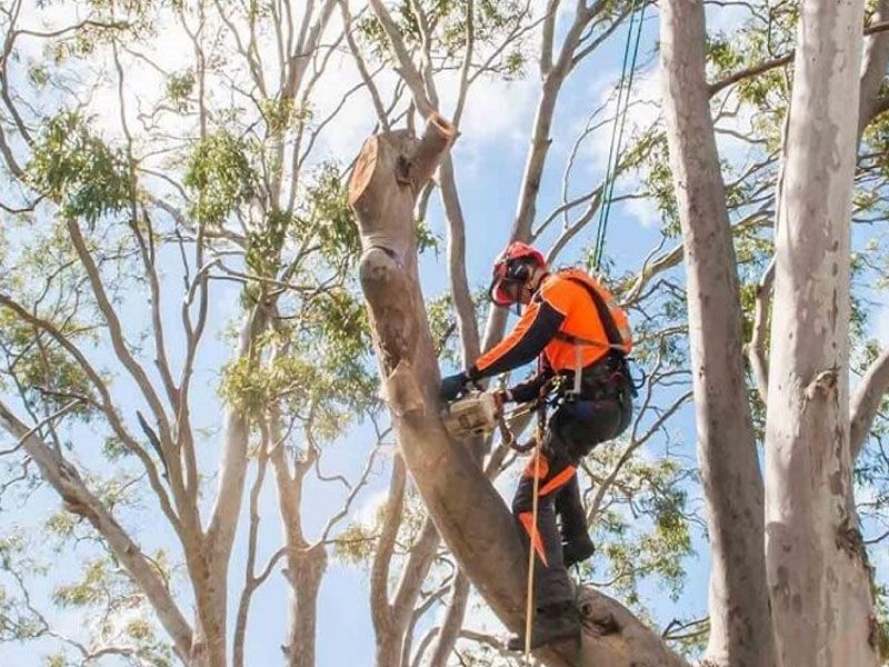 A Man Is Cutting A Bush With A Pair Of Scissors — JohnCorp Property Maintenance In Emerald, QLD