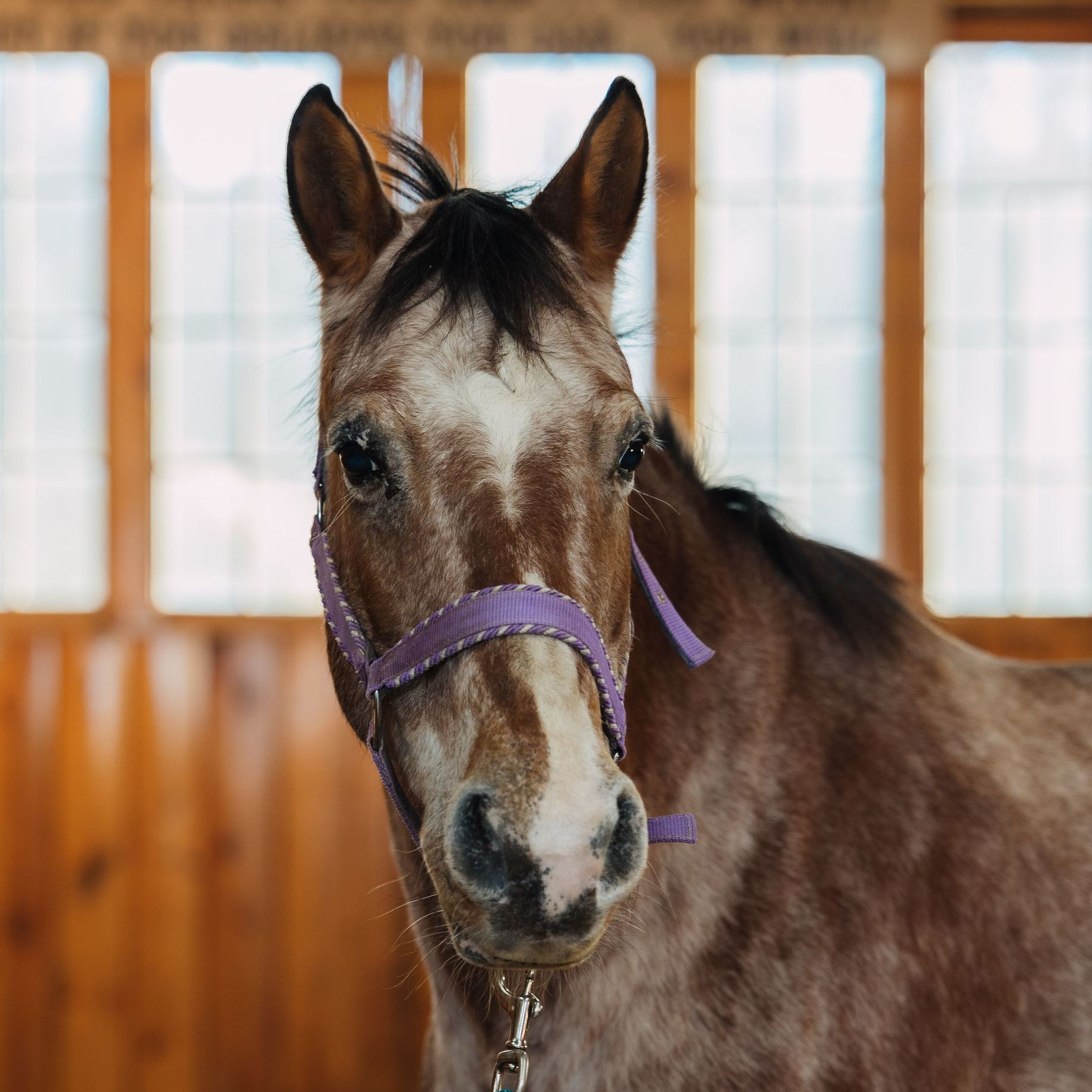 A brown and white horse with a purple bridle