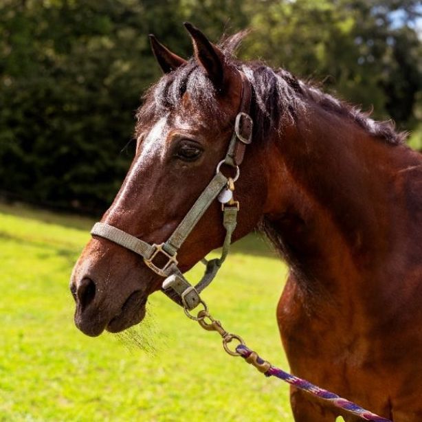 A brown horse wearing a bridle is standing in a grassy field