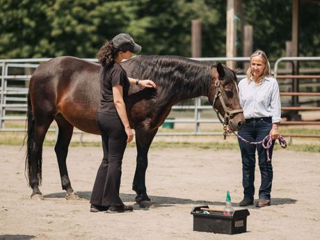 Two women are standing next to a brown horse in a fenced in area